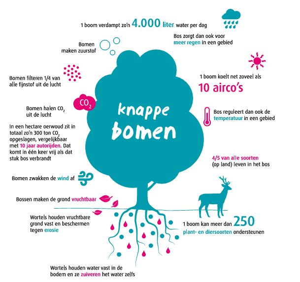 Afbeelding 2: Bomen leveren deze ecosysteemdiensten en dragen bij mensen bij aan meer creativiteit, ontspanning, herstel van stress, concentratievermogen, ziekteherstel en emotionele gezondheid